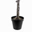 7FT Magnolia Tree w 9.5" Black plastic pot