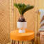 Sago Palm Tree in Ceramic/Wood Planter