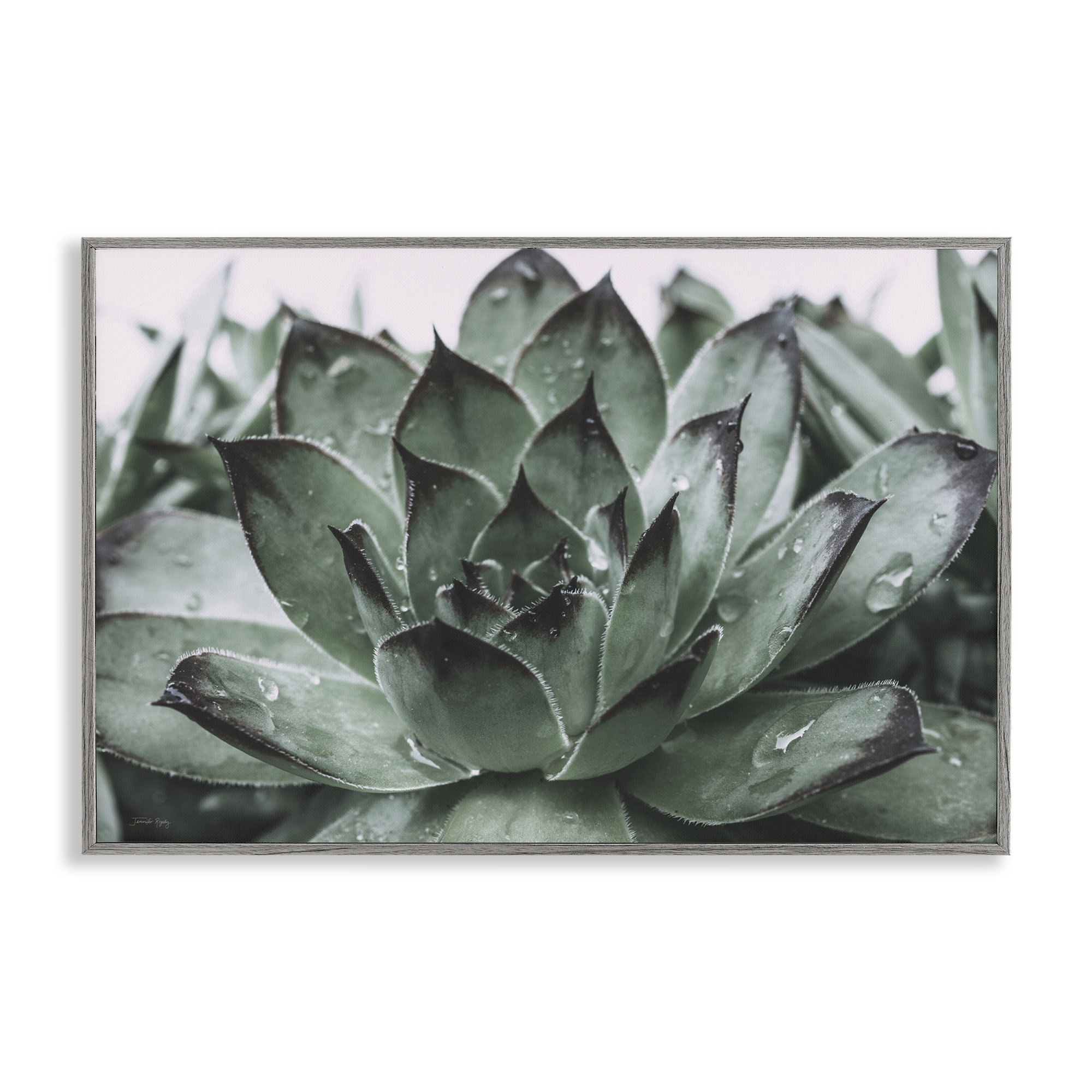 Ebern Designs Succulent with Rain Droplets Giclee Art by Jennifer ...