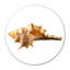 Sea Shell Horn Print-217127300-221909596