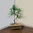 Mutlu Ceramic Pot Planter