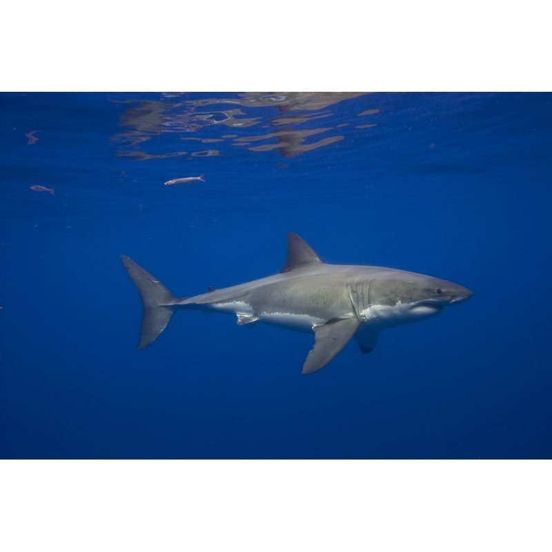 Great White Shark by Cdascher - No Frame Art Prints on Canvas, 51cm H x 76cm W