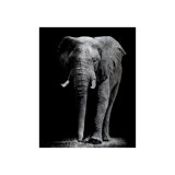 Silver Safari Print by Austin Beiv