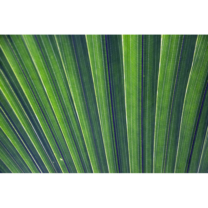 Motif de feuilles de palmier par Hailshadow, H 8 po x l 12 po