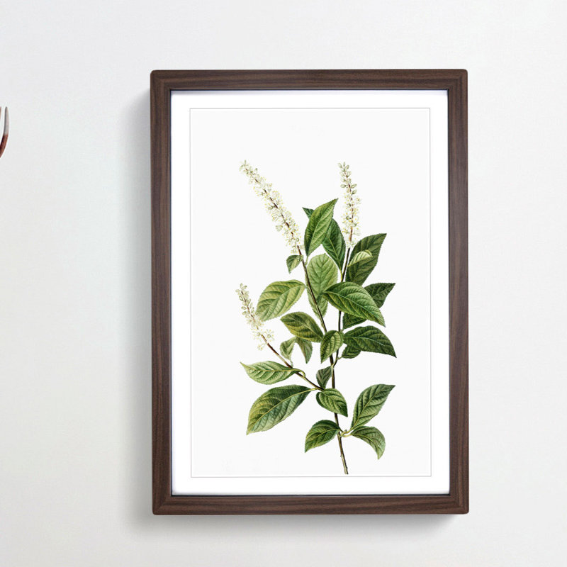 Virginia Sweetspire Flowers by Pierre-Joseph Redoute - Picture Frame Painting Print, 36cm H x 27cm W x 2cm D, Walnut Framed