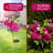 Sunflowers Solar Garden Lights,Peony Flowers And Butterfly Lights,Swaying With The Wind,Mother's Day Gift(Set of 2)-1525052631
