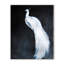 Nature Inspired Alabaster Majesty: White Peacock Against The Night-1691510530-1691510537-1691510540