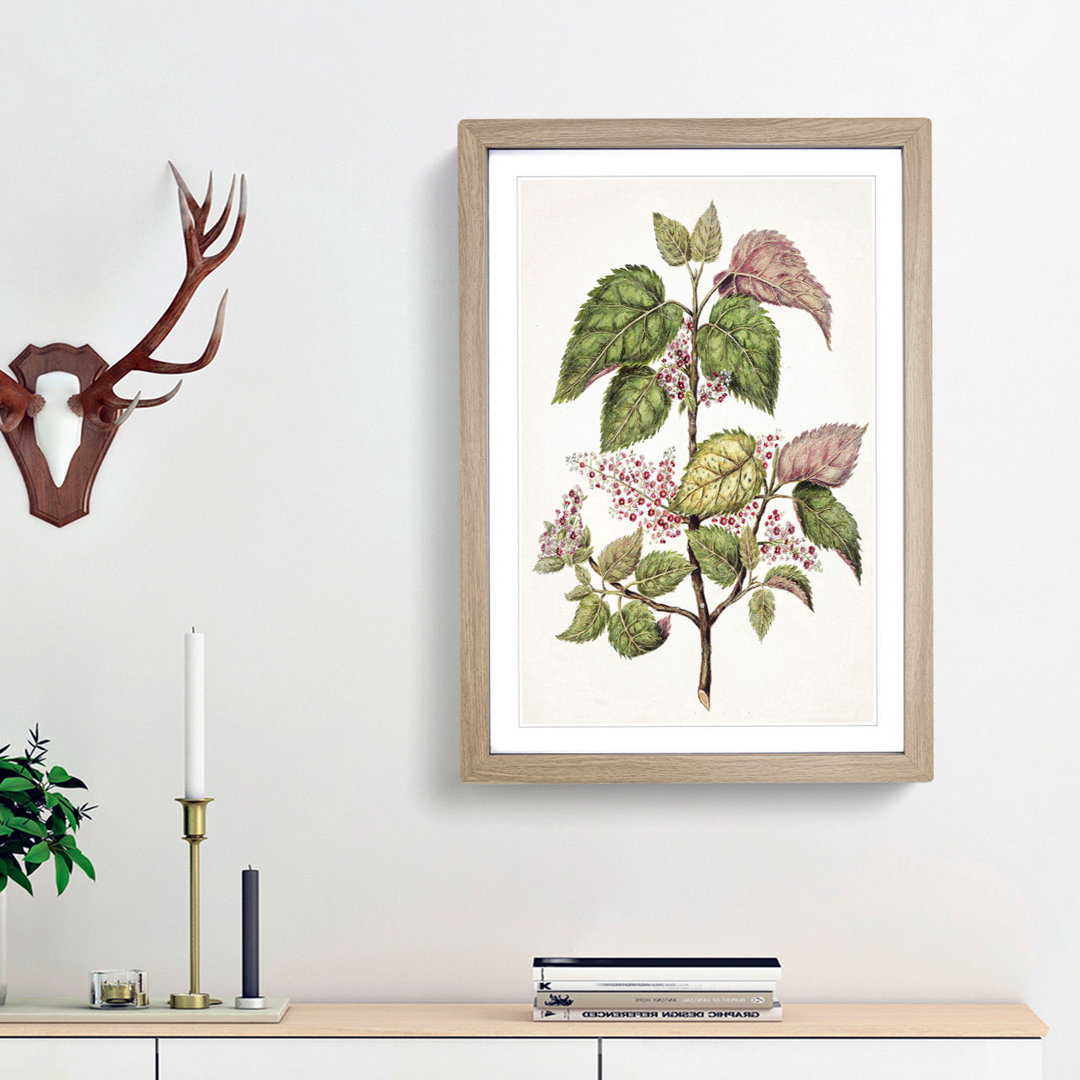 Pink Flowering Flowers by Sarah Featon - Framed Print