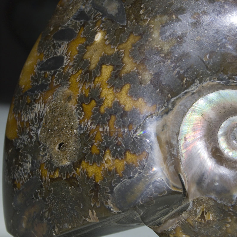 Coquille d'ammonite fossile polie Aloisa