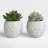 Beeck 4.5'' Faux Succulent in Pot