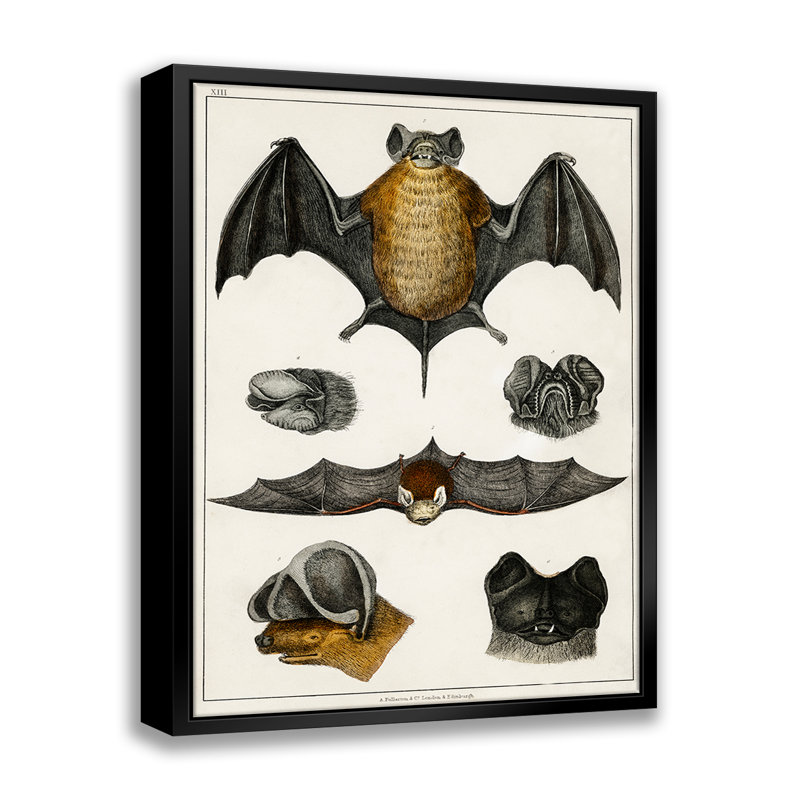 Collection of Bats II - cadre flottant, impression sur toile, L 16 po x H 20 po