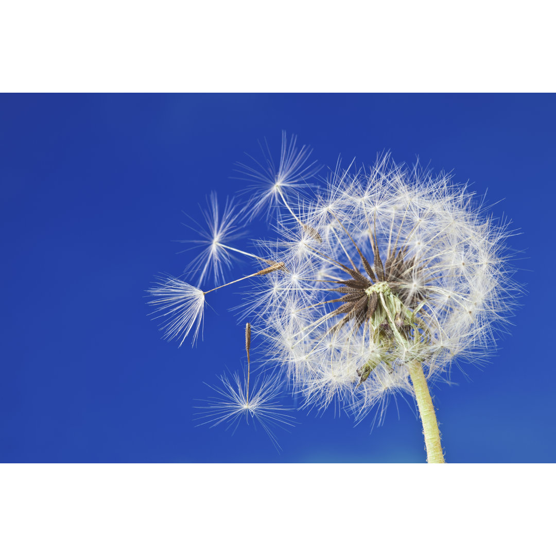 Pusteblume von Ithinksky - Leinwandbild