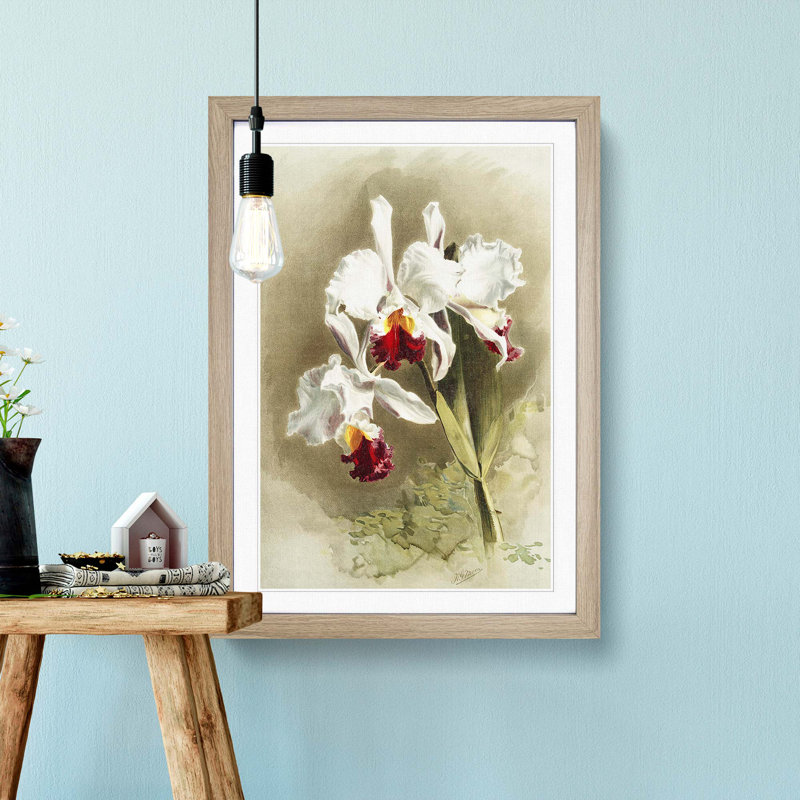 Magnolia Flowers Illustration Tab. 28 by Frederick Sander - Picture Frame Painting Print, Oak, 50cm H x 35cm W x 2cm D