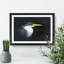Pied Heron - Picture Frame Graphic Art Print-56861551-56861554