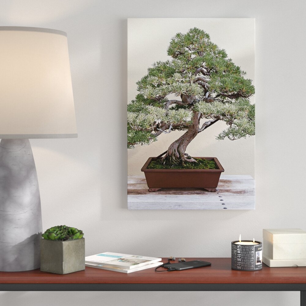 Leinwandbild Bonsai Baum, Fotodruck