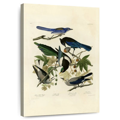 Brampt Plate 362 Of Birds Of America