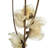 Preserved Cara Blossom Arrangement
