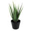 Faux Succulent Plant in Pot-1002955769