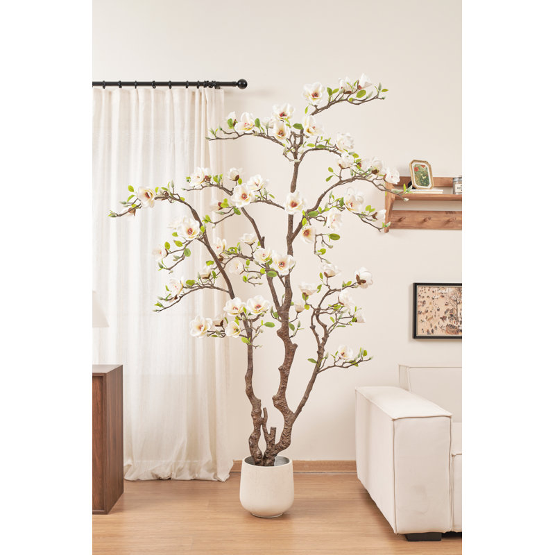 82" White Magnolia Flowering Tree in Pot