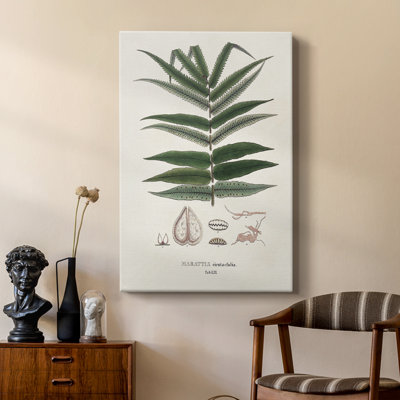 Fougères de la Botanical Society - galerie Cavas sur mesure