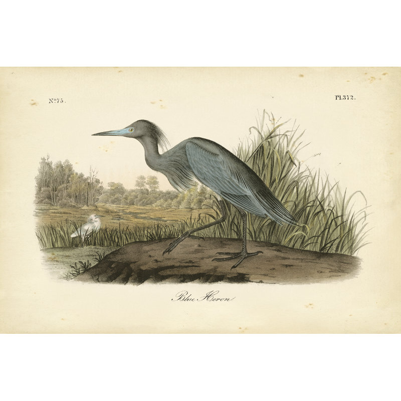 «Blue Heron», impression sur toile, H 24 po x l 36 po