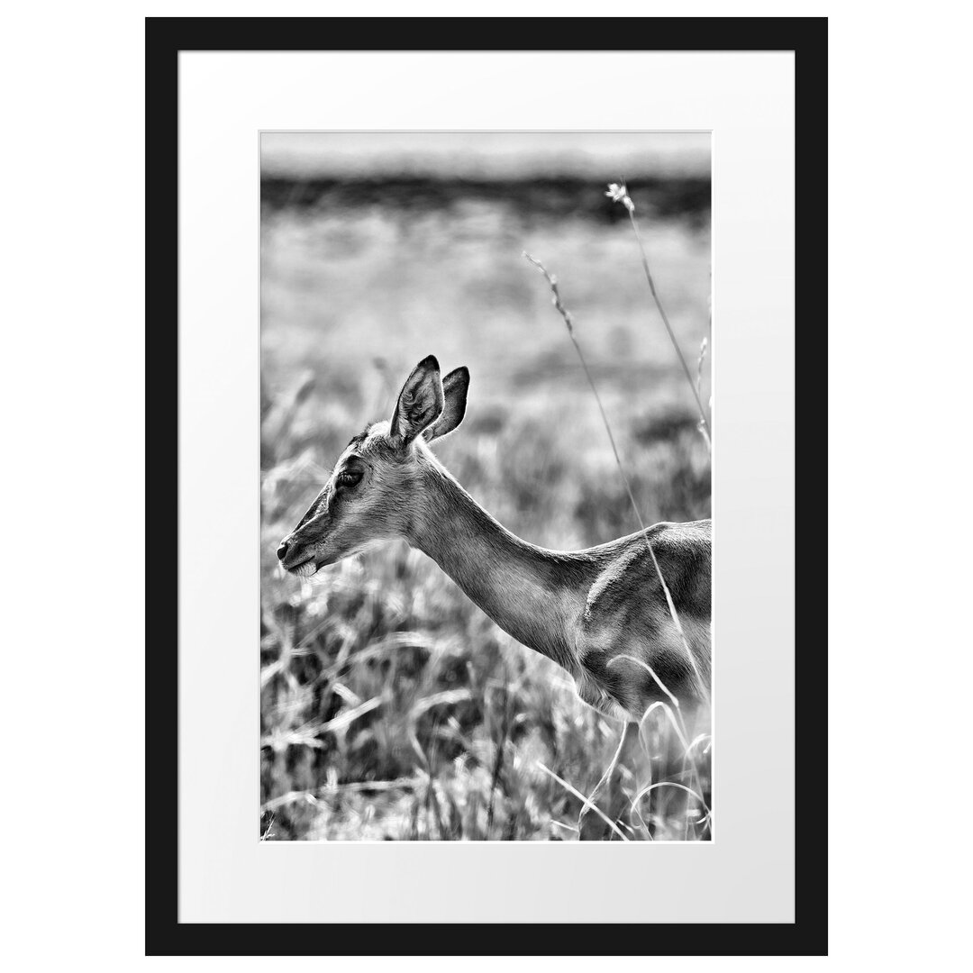 Gerahmter Fotodruck Gazelle in the Tall Grass