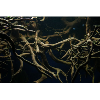 Racines pour aquarium par Kladyk - photographie sur toile tendue