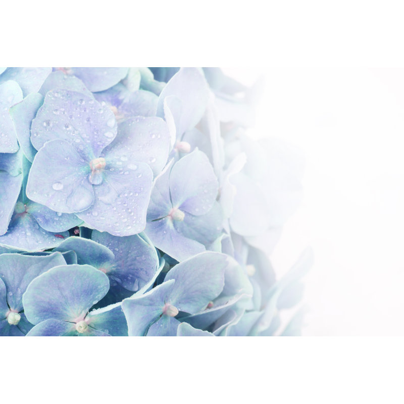 Beautiful Hydrangea by Igor_Aleks - Wrapped Canvas Print