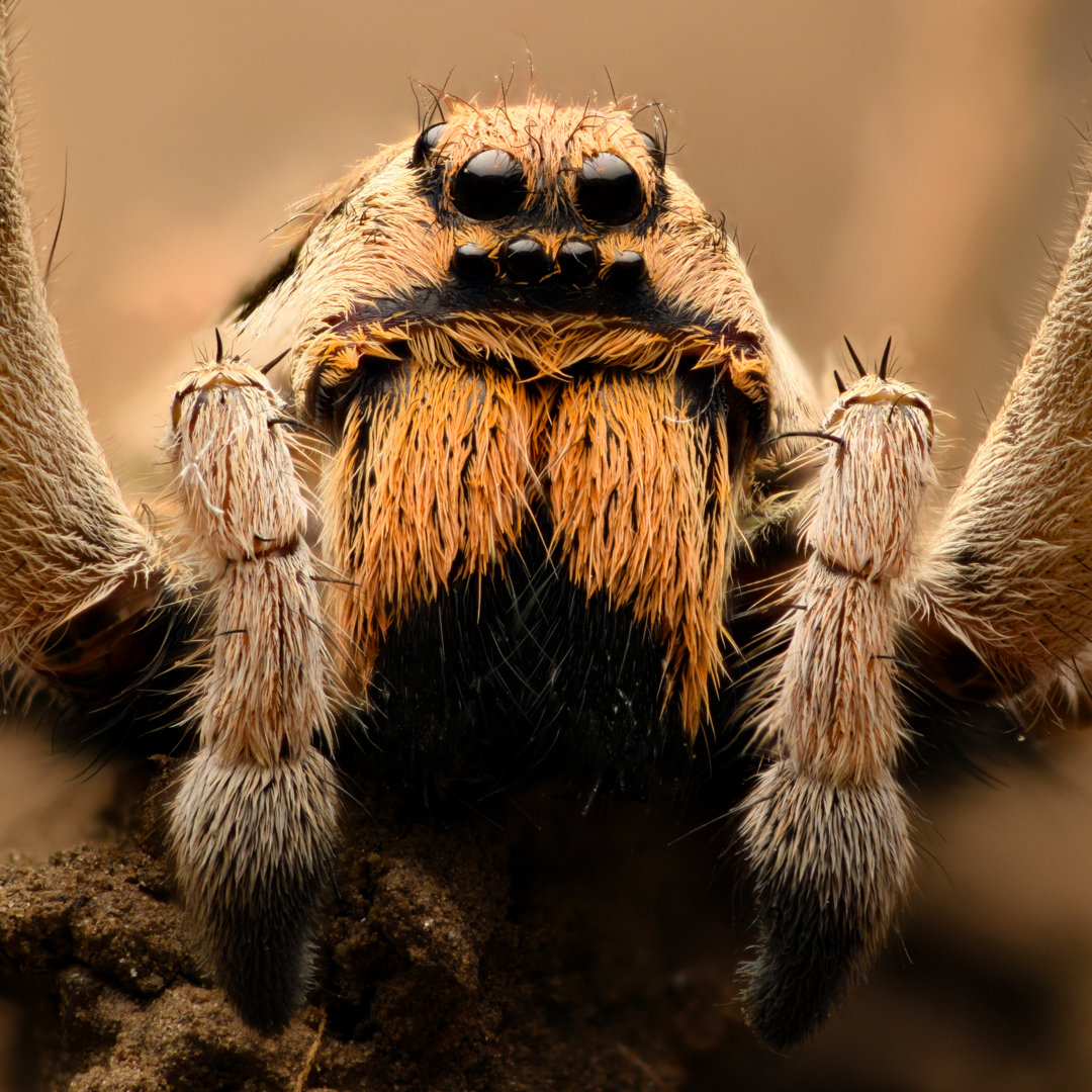 Wolf Spider von ConstantinCornel - Kunstdrucke auf Leinwand