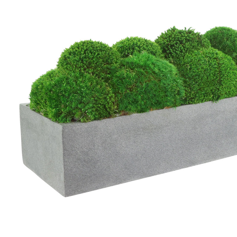 Nature's Nostalgia Moss Plant in Fiberstone Planter, Gray, 8'' H x 19'' W x 8'' D