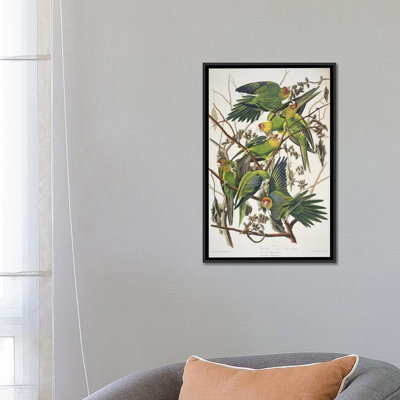 «Carolina Parrot & Cuckle Burr», impression sur toile