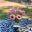 Ranunculus Flowers in Vase