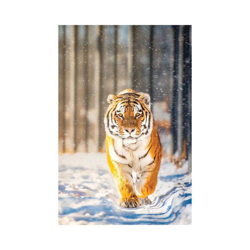 Approaching Tiger In Winter by Nik Rave - Wrapped Canvas Print, 20.32 cm H x 30.48 cm W
