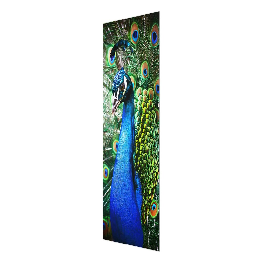 Glasbild Eleganter Pfau Panorama