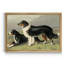 Sheep Dogs - Reproduction d'art sur toile encadrée-1460237176-1460237159