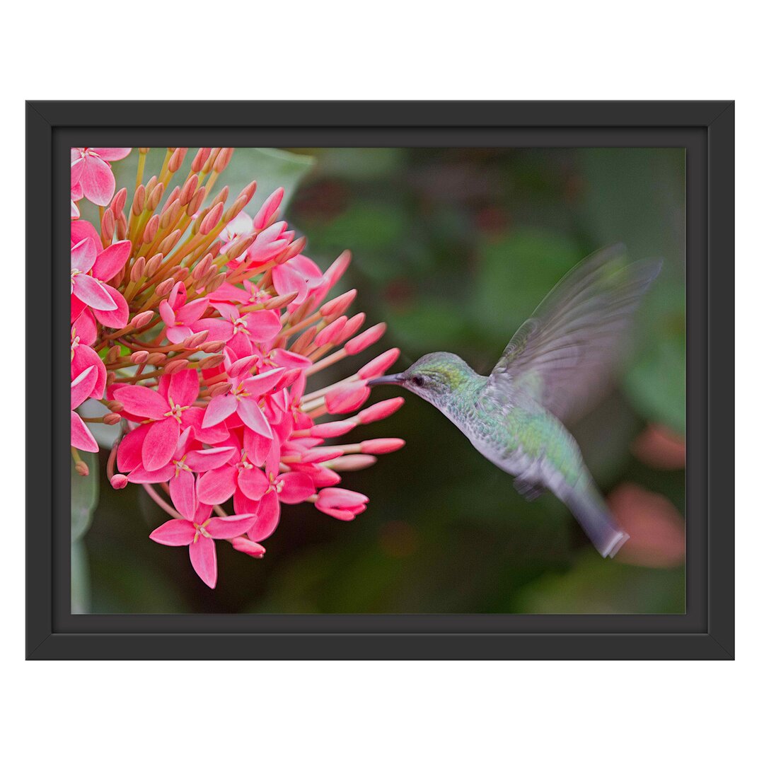 Gerahmtes Wandbild Kolibri an Blüte