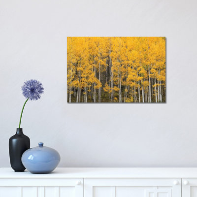 Aspen Forest by Brian Wolf - Wrapped Canvas Print