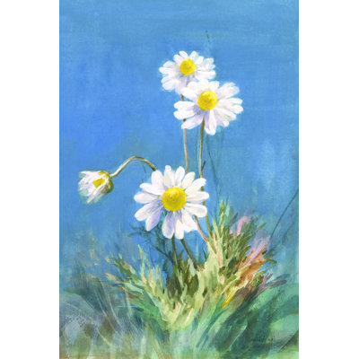 Marguerites blanches sans papillon