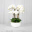Orchid Arrangement In Vase-1278500912