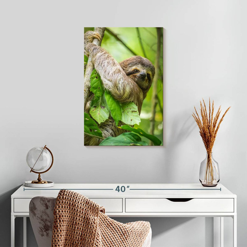 Brampt Baby Three-Toed Sloth, 24" H x 16" W