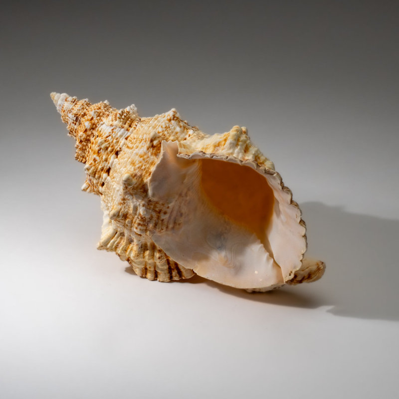 Genuine Murex Shell (1.7 Lbs)