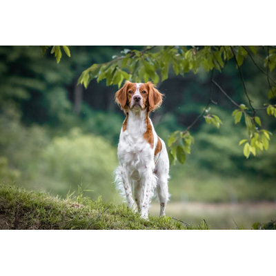 " Brittany Spaniel Dog " by Barbara Cerovsek