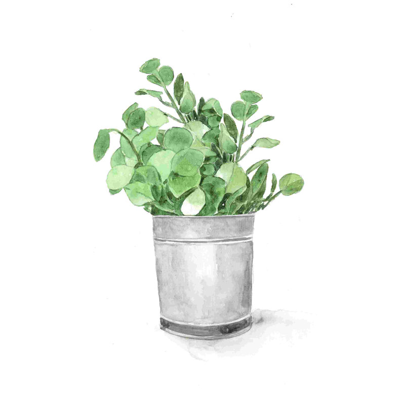 Seau d'eucalyptus, H 18 po x l 12 po