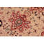 Tapis oriental en laine noué à la main brun clair / noir / rouille 8 pi 2 po x 10 pi 7 po Padmore
