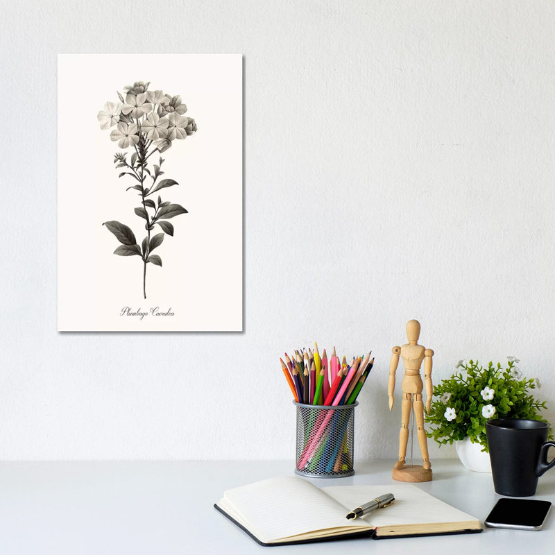 Sketchbook Leadwort by Kelly Donovan - Wrapped Canvas Gallery-Wrapped Canvas Giclée, 30.48cm H x 20.32cm W