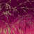Damson / or doux
