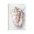 White Shell Study II-1737264879