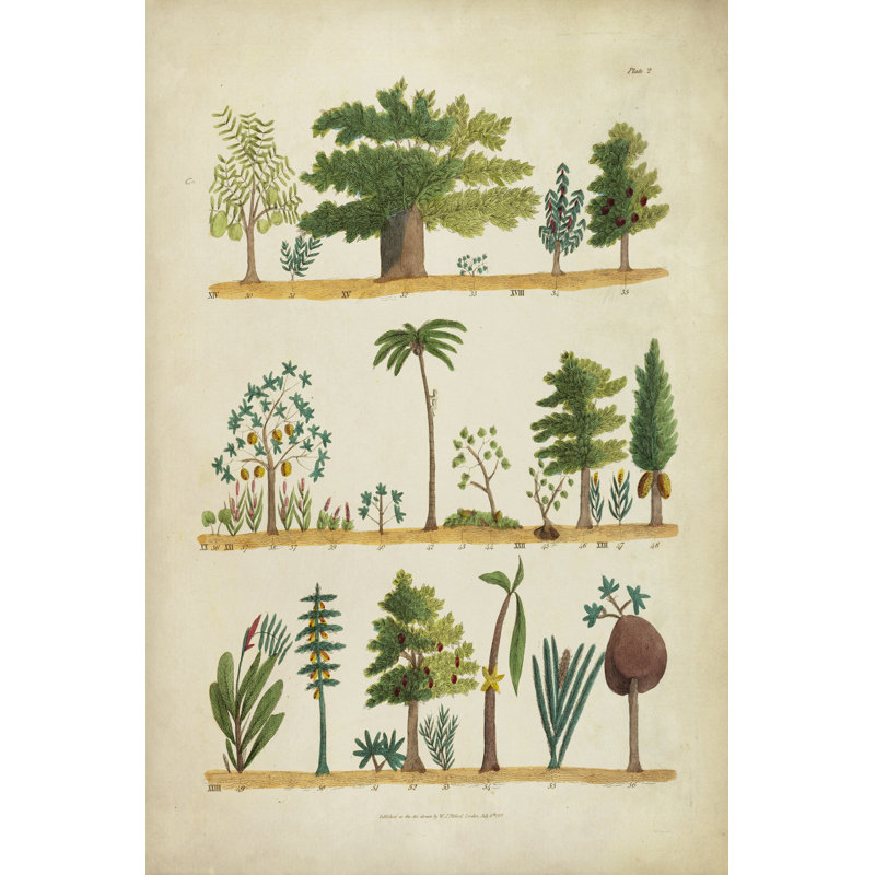 Arbor Sampler I by Tifford - Wrapped Canvas Painting, 46cm H x 30cm W x 3.8cm D