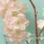 Jet de fleurs de cerisier-1013363944