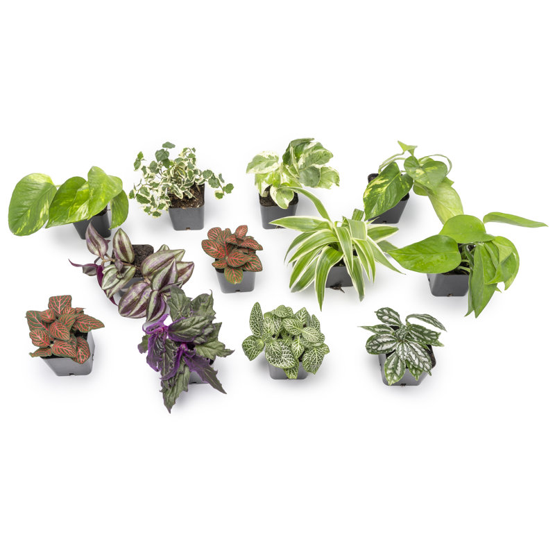 Assorted Easy Care Houseplants in 2" Plastic Pots